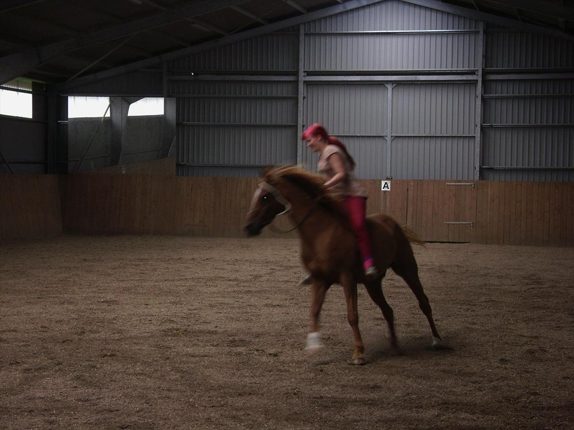 Arabisk fuldblod (OX) CA Loke OX - Galop i bidløs :) He's searching after barrels billede 8