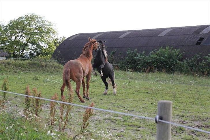 Irish Cob Sir Kalahan ( KALLE ) - De prøver at imponere damen :)  billede 15