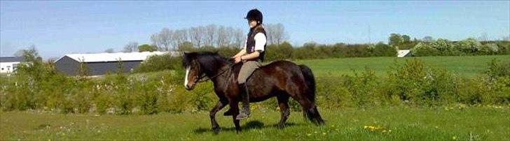 Welsh Partbred (Sec F) Capuccino (capu) billede 1