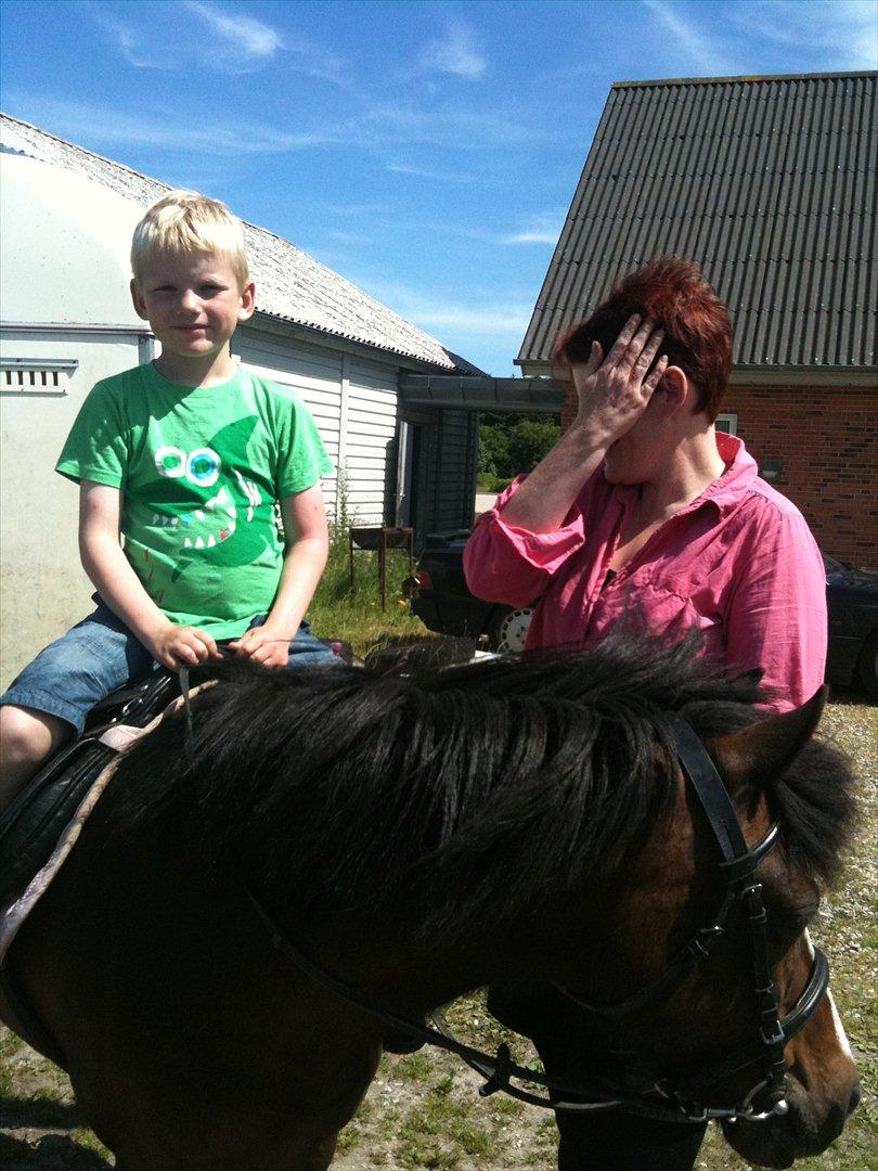 Welsh Partbred (Sec F) Capuccino (capu) billede 2