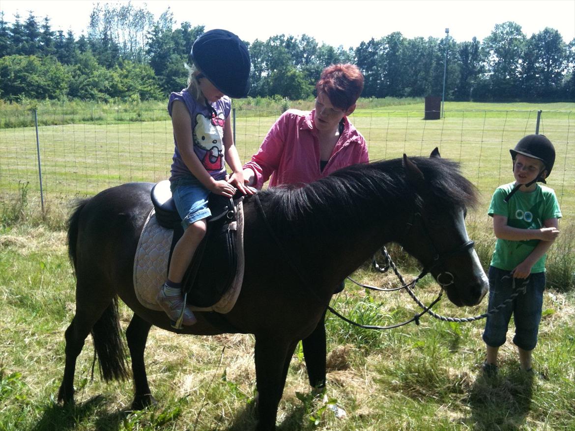 Welsh Partbred (Sec F) Capuccino (capu) billede 3