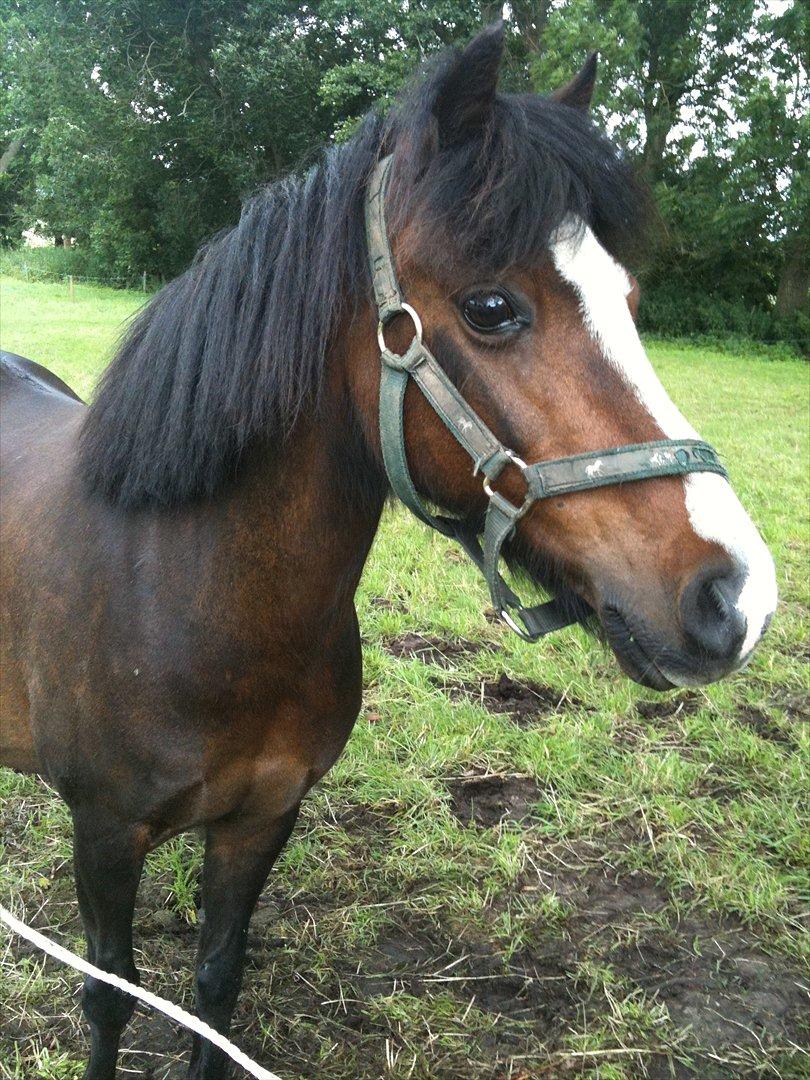 Welsh Partbred (Sec F) Capuccino (capu) billede 4