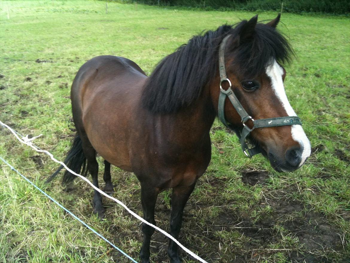 Welsh Partbred (Sec F) Capuccino (capu) billede 5