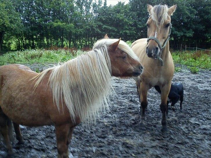 Shetlænder Nalle  - nalle på fold sammen med hans foldkammerat :) <3  billede 16