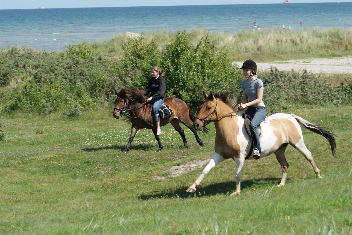 Anden særlig race Mi-Amour(Basse)<33 R. I. P - Jaa, så er der kapløb :D! billede 12