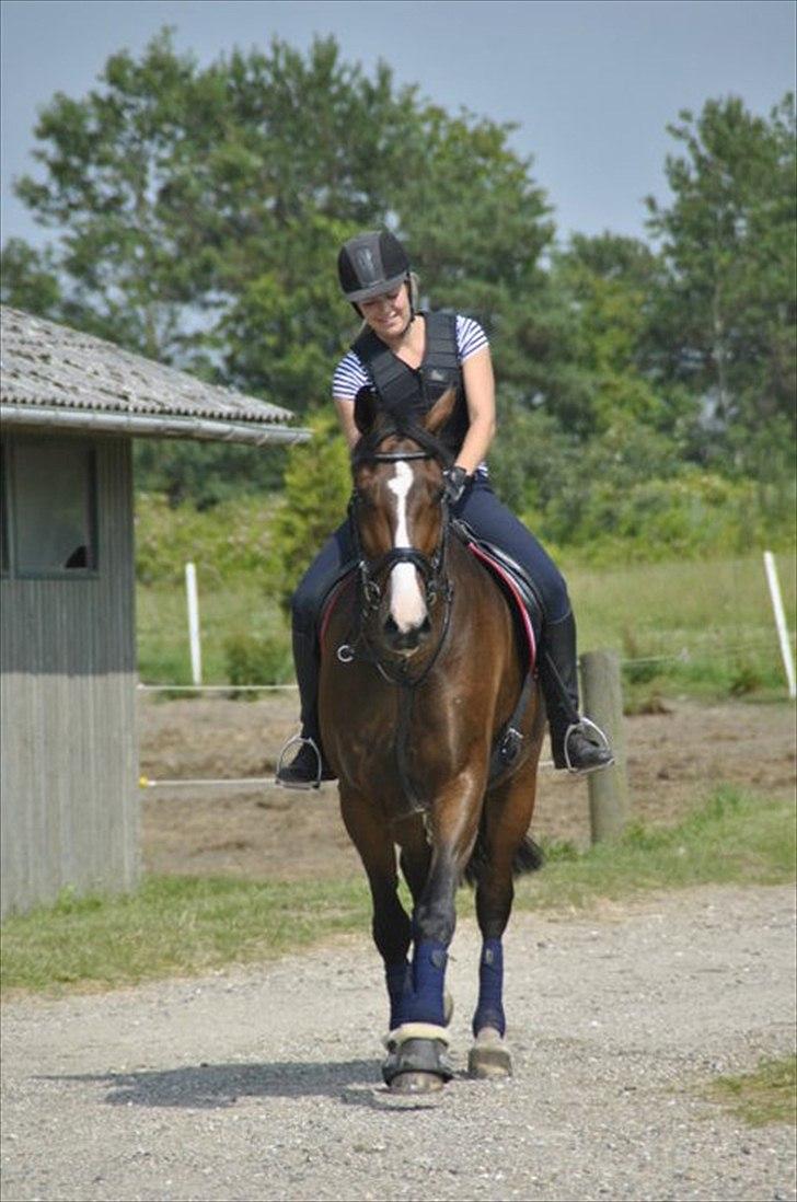 Dansk Varmblod Constantin - 5/7 - 2011. Foto: Karoline Kristoffersen. Du får mig altid til at smile!  billede 4