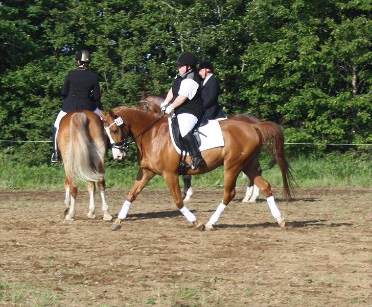 Anden særlig race Stargolds Pasha - min smukke prins. :I <3
Stævne i bolderslev maj 2011 billede 8