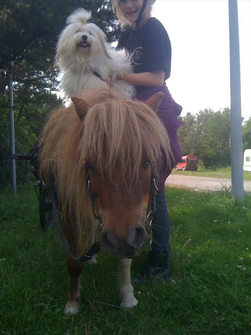 Shetlænder Stjernens Mini-King - Min hund, Maggie på ryggen af Kingbing :D <3 Elsker jer <333 (Han har kun bid i munden pga. vi har kørt gennem byen hjem til mig) billede 9