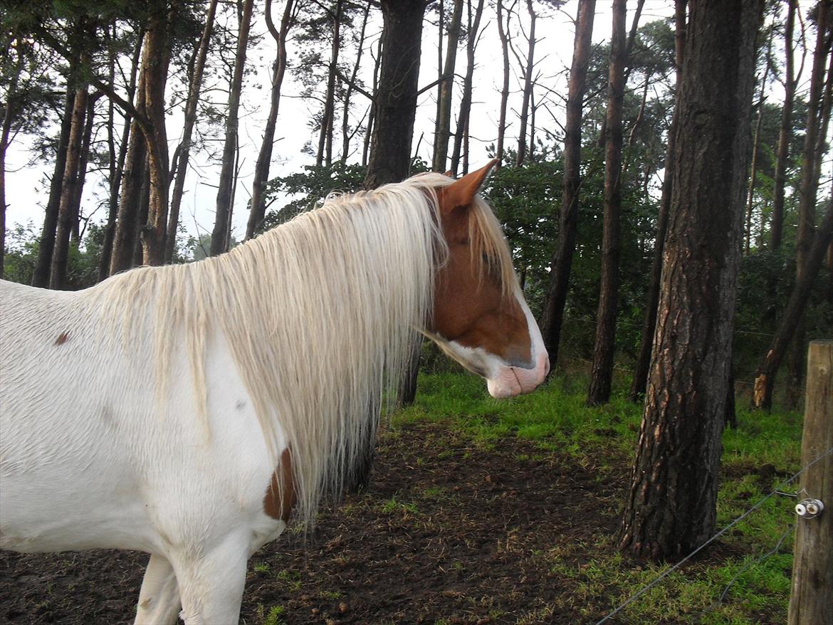 Islænder Fighte<3r  billede 6