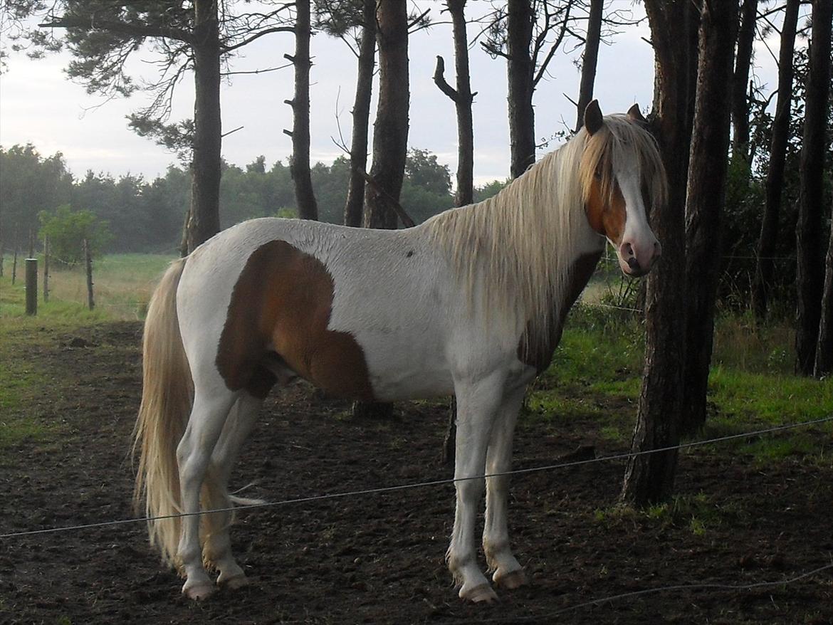 Islænder Fighte<3r  billede 7