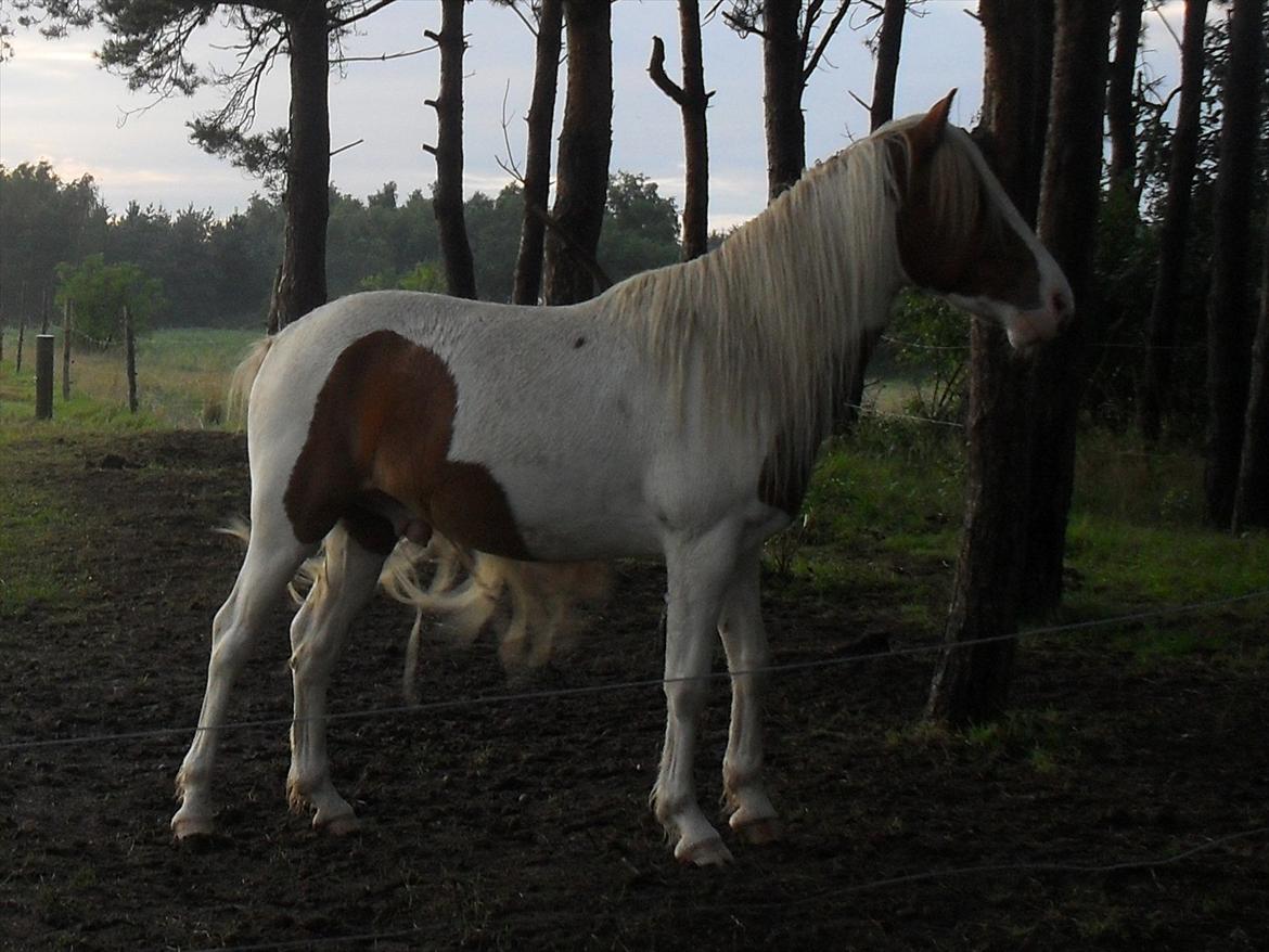 Islænder Fighte<3r  billede 8