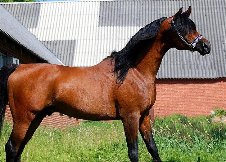 Arabisk fuldblod (OX) Til Minde om MVA Prince Vayu ox - photoshoot med Renee Julsgaard. D. 7 Juli 2011  billede 3