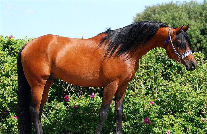 Arabisk fuldblod (OX) Til Minde om MVA Prince Vayu ox - photoshoot med Renee Julsgaard. D. 7 Juli 2011  billede 14