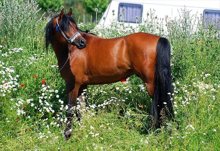 Arabisk fuldblod (OX) Til Minde om MVA Prince Vayu ox - photoshoot med Renee Julsgaard. D. 7 Juli 2011  billede 15