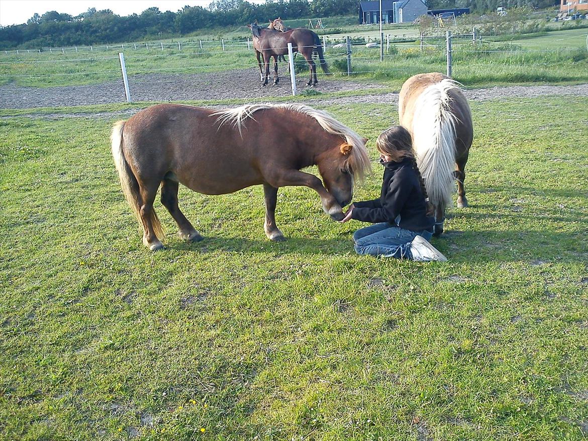 Shetlænder Turner<3skattepiie! - *Søde søde Turner<3 Hun er så dygtig!(Foto: Malene:D) billede 11