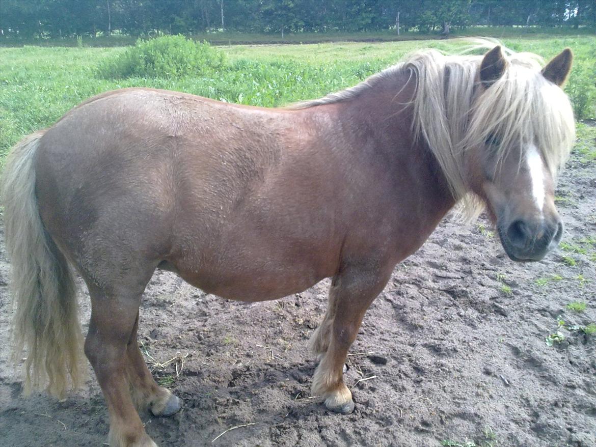 Shetlænder Turner<3skattepiie! - *Hmm... Hvad skal jeg sige..! Turner på en meget beskidt dag...<3 billede 4