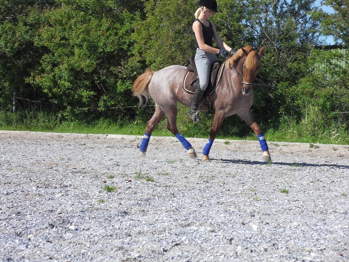 Welsh Pony af Cob-type (sec C) Fjordglimt Carylin  - Cary danser på træningsbanen :-) billede 13