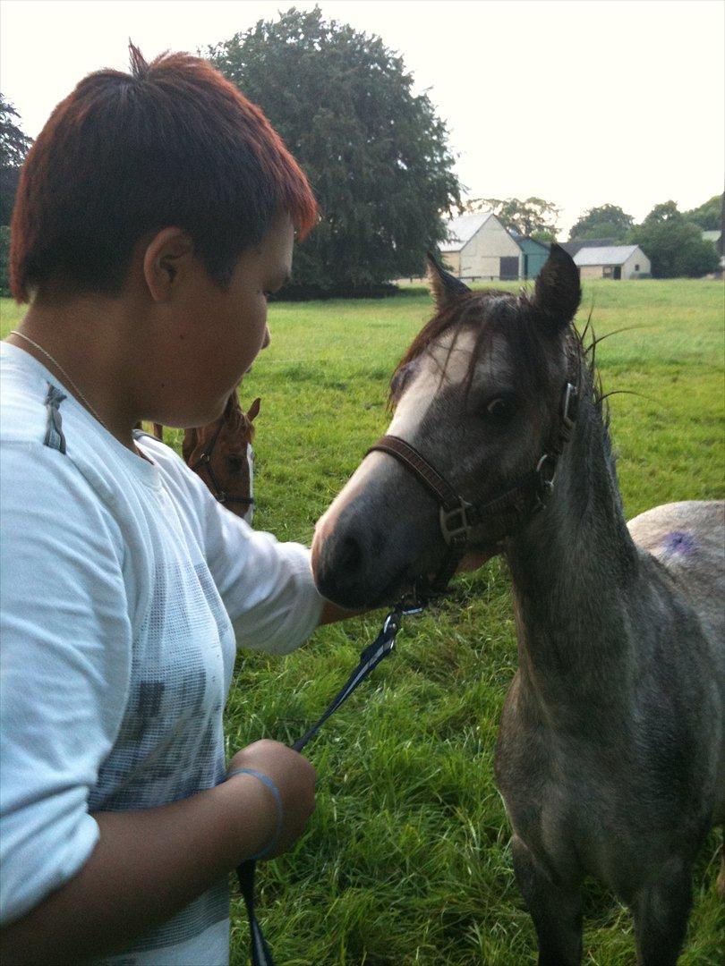 Welsh Partbred (Sec F)  Lyngdals Womanizer  billede 11