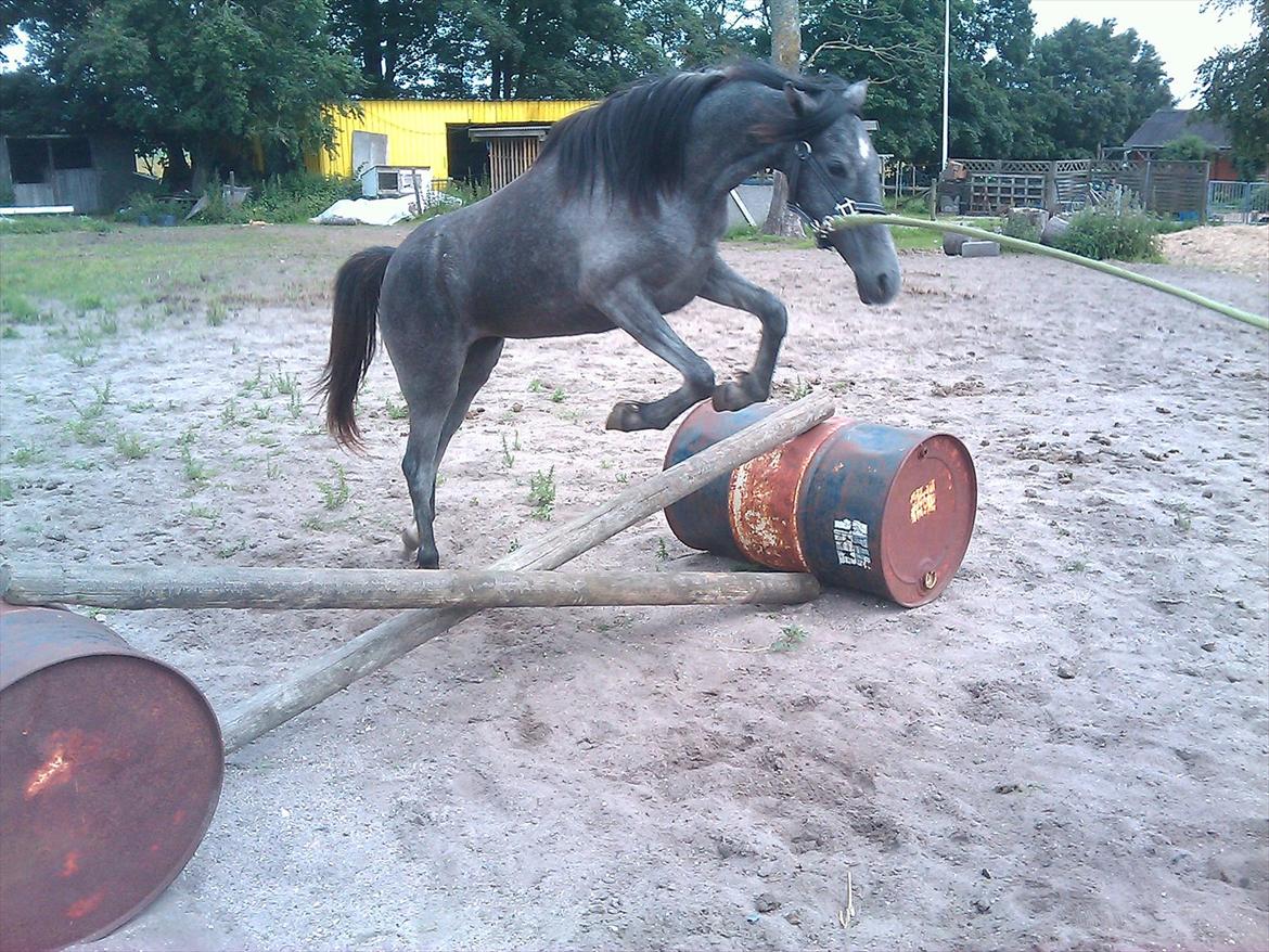Welsh Pony (sec B) Bjerregård Adina billede 4