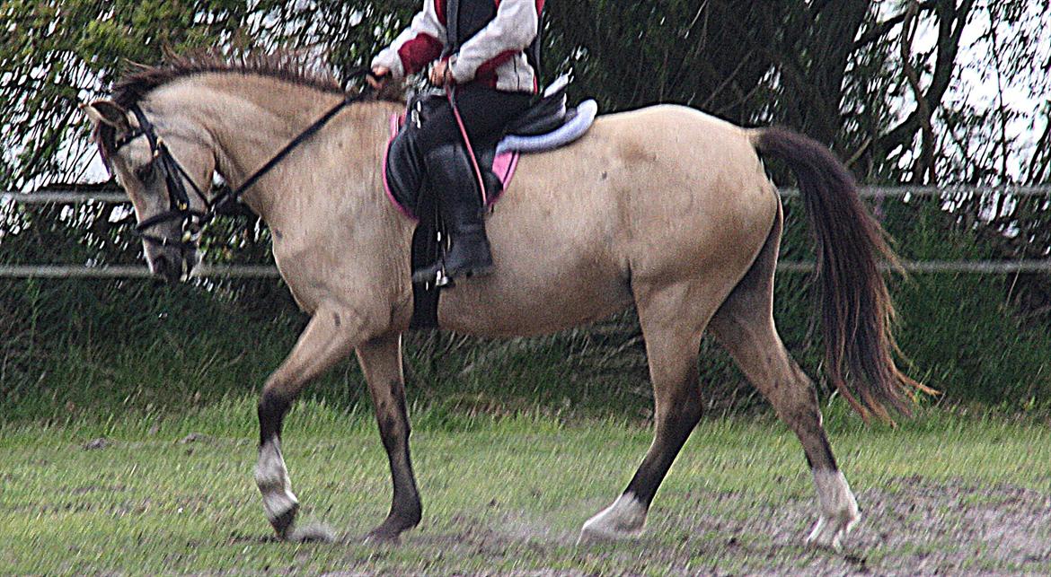 Welsh Pony (sec B) Amigo Margerit billede 7