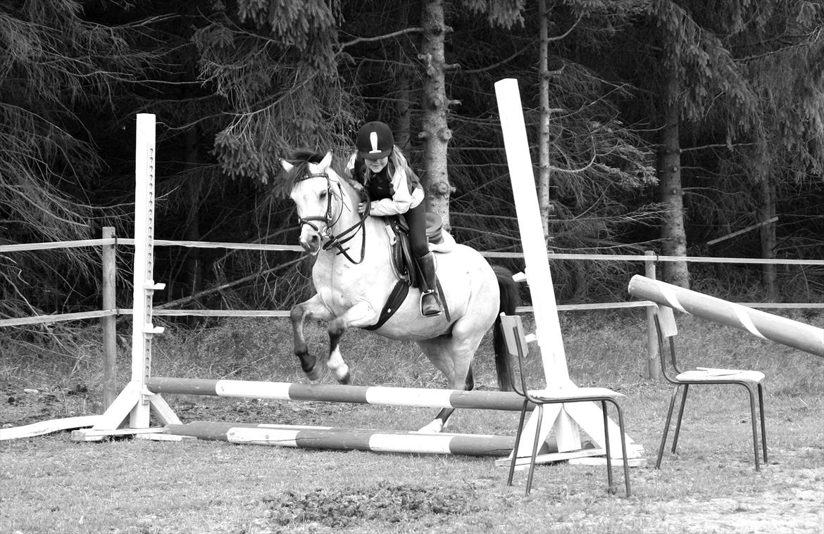 Welsh Pony (sec B) Amigo Margerit billede 8
