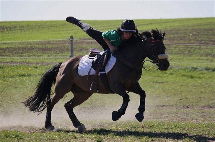 Norsk Sportspony Take A Chance - Den mest fantastiske pony jeg har mødt♥ billede 3