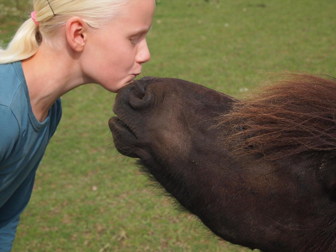 Shetlænder Vikter - taget af : mie billede 20