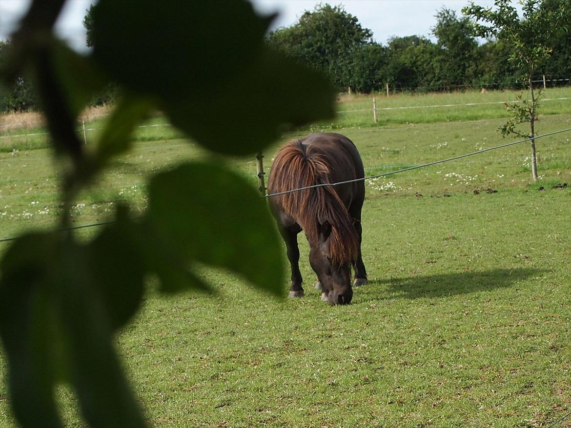 Shetlænder Vikter - taget af: Mie billede 12