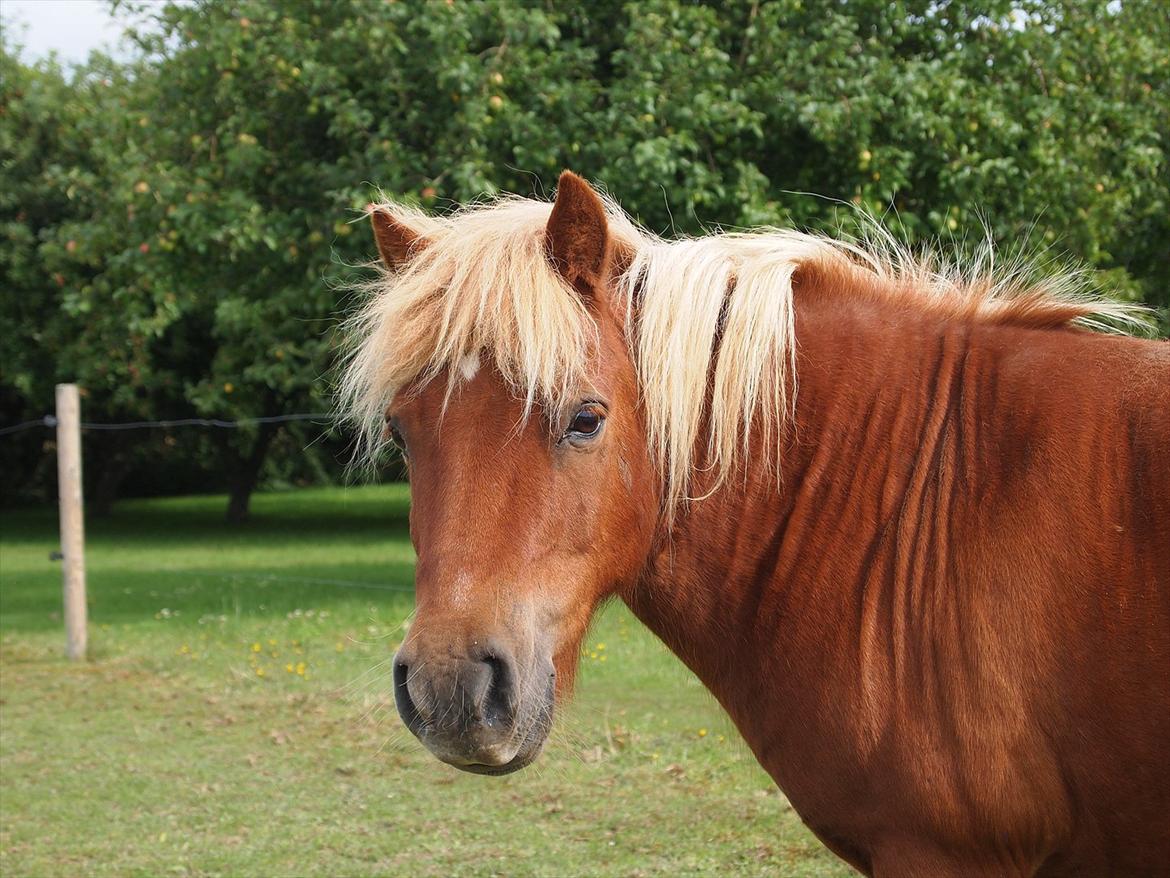 Shetlænder Kasper R.I.P SAVNET! <3 - taget af: mie billede 1