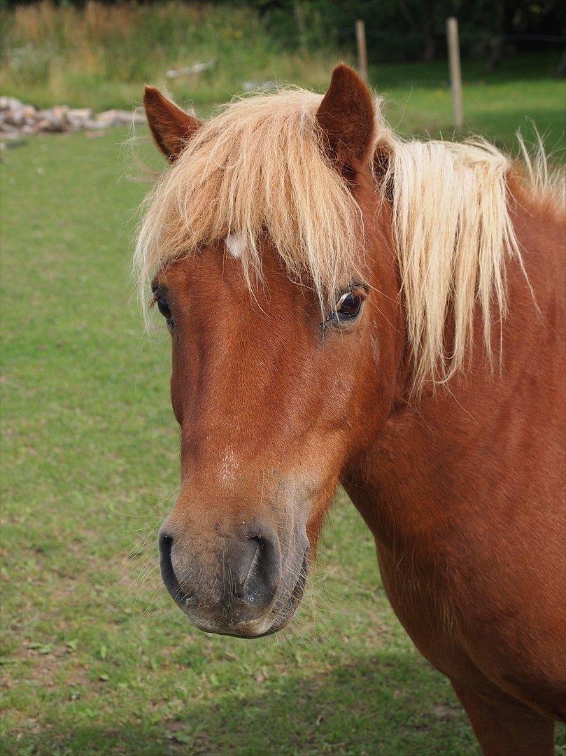 Shetlænder Kasper R.I.P SAVNET! <3 - taget af mie billede 16