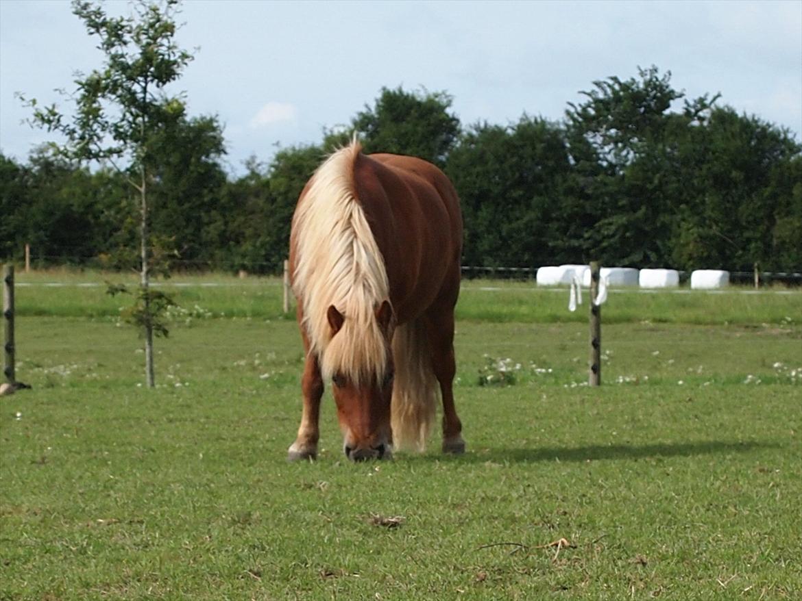 Shetlænder Kasper R.I.P SAVNET! <3 - taget af: mie billede 10