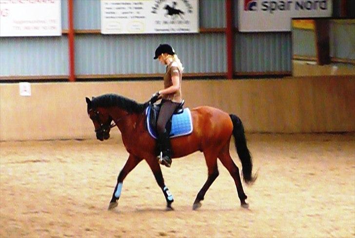 Connemara Maskenkol's Rebelix billede 17