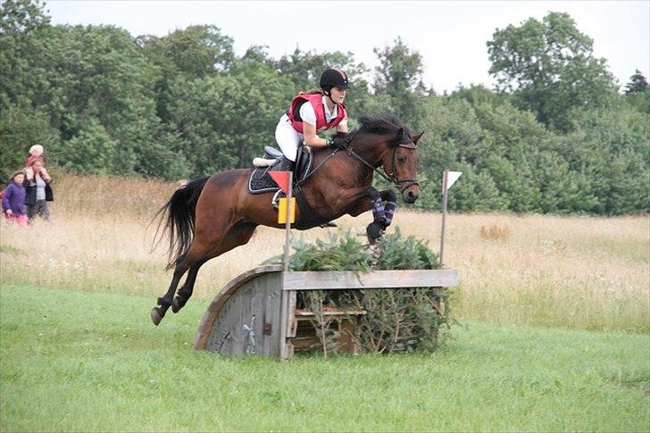 Connemara Camellia B-pony - Cncp1*.<3 billede 9