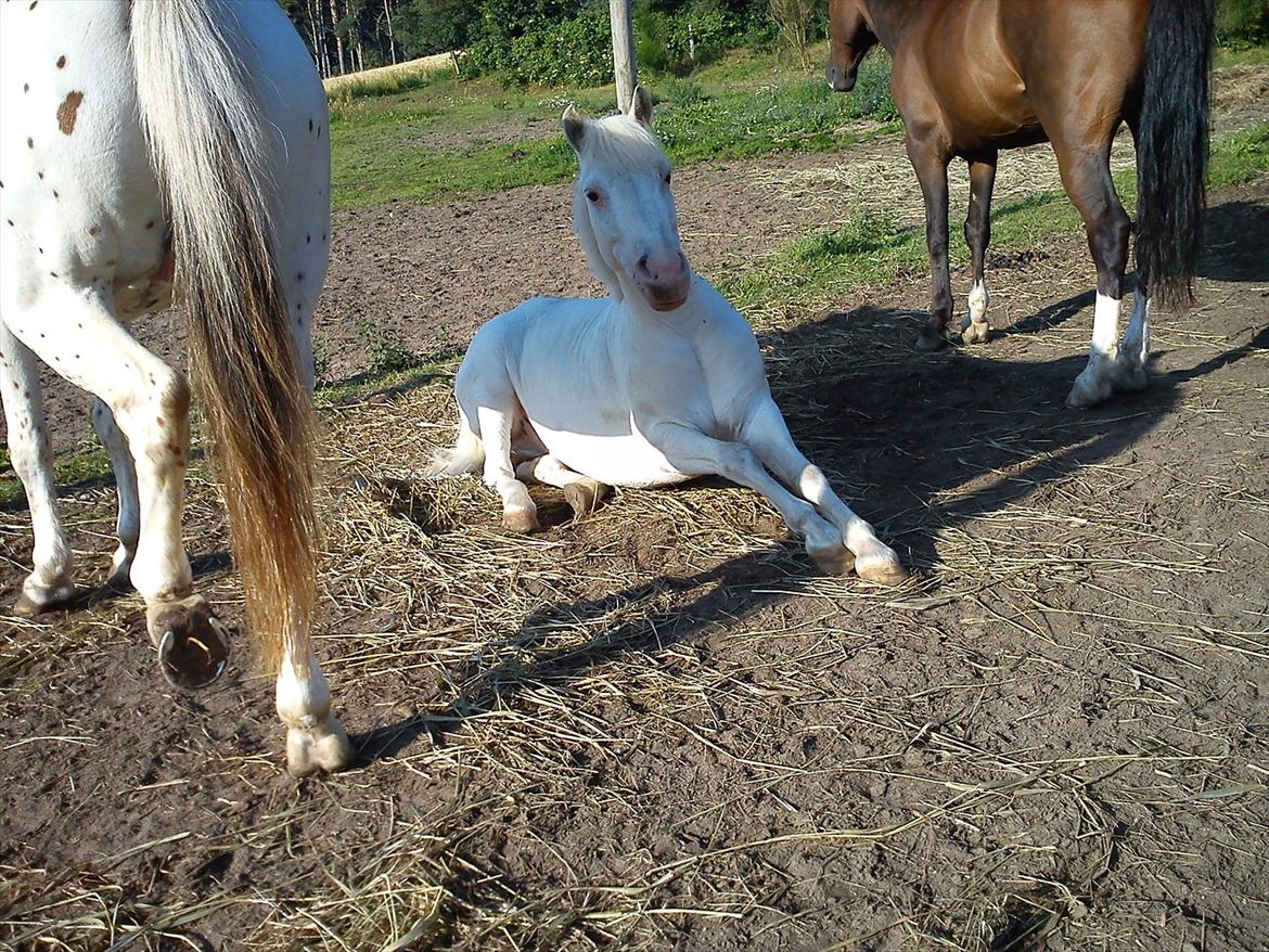 Knabstrupper spidi (søsters pony) billede 18