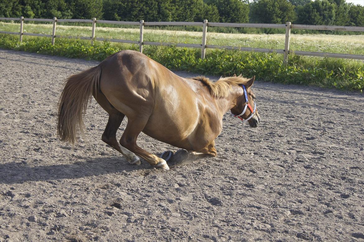 Anden særlig race Red Spirit :)  billede 15