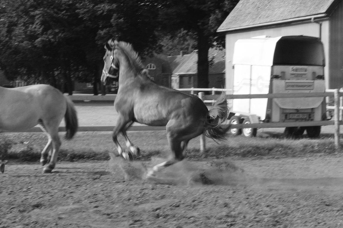 Anden særlig race Red Spirit :)  - Hidsige pony :b.
Foto: Nadine Haxgart billede 9