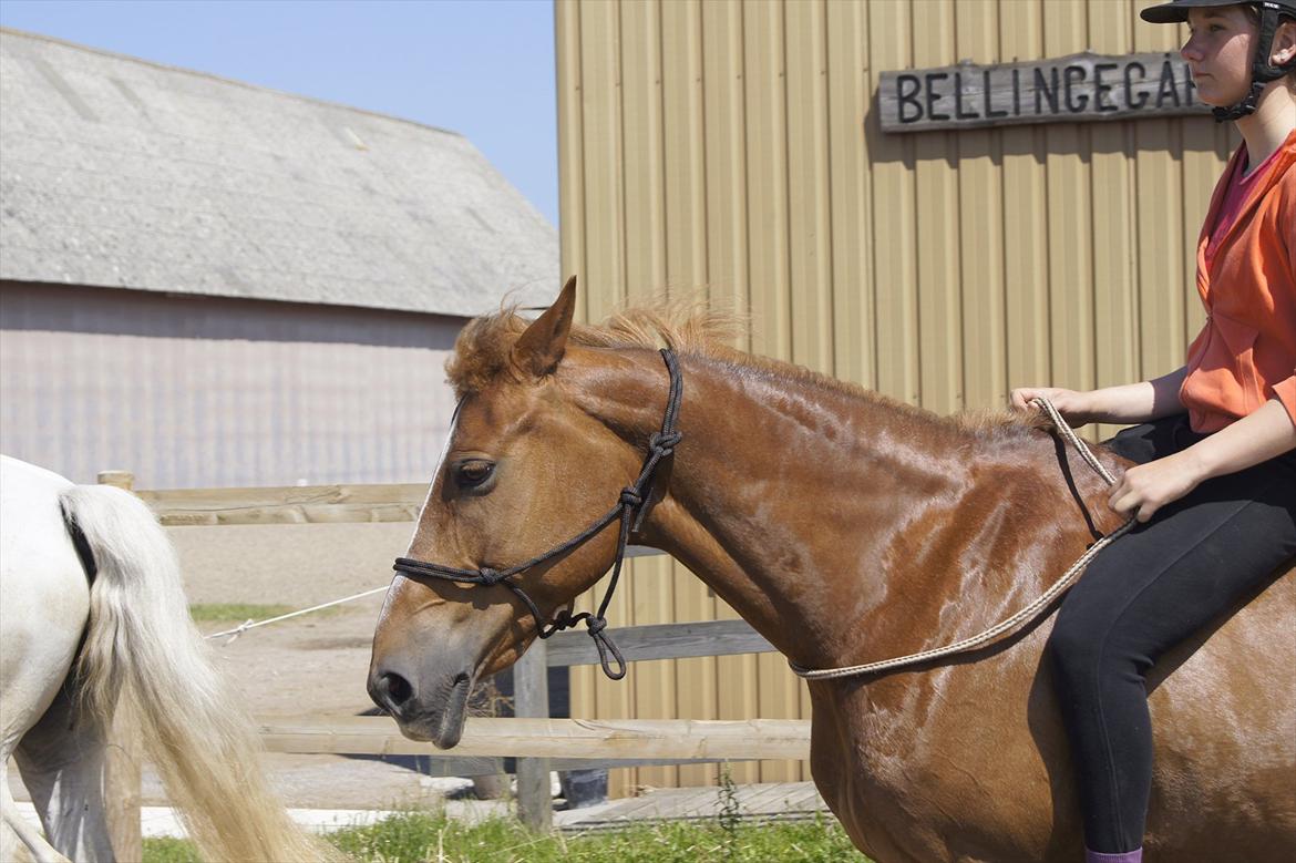 Anden særlig race Red Spirit :)  - Bidløs :D.
Foto: Louise Mathisen billede 6