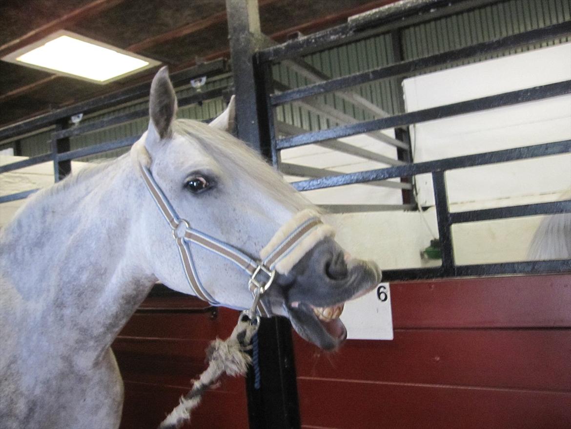 Anden særlig race Miss Perfect *solgt* - Smiiil<3 billede 11