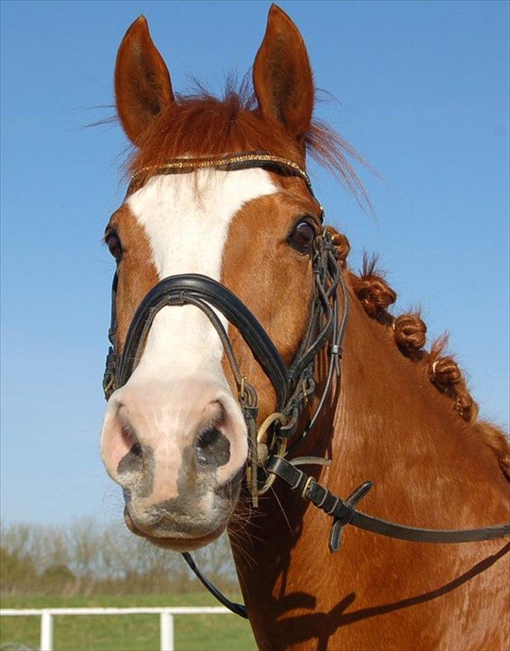 Fuldblod (XX) Clarity XX billede 6