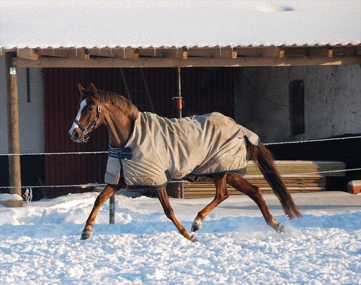 DSP Aurora Stengaard billede 14