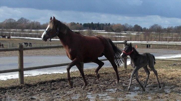 DSP Aurora Stengaard billede 20