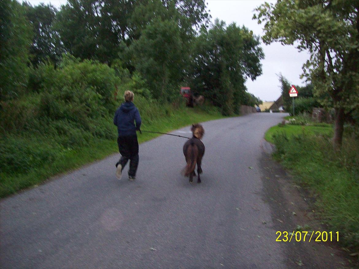 Shetlænder / Miniature Tulle - 2| When life gives you a hundred reason to cry, show life that you have a thousand reason to smile. Foto: Mor 23/7 -11. billede 2