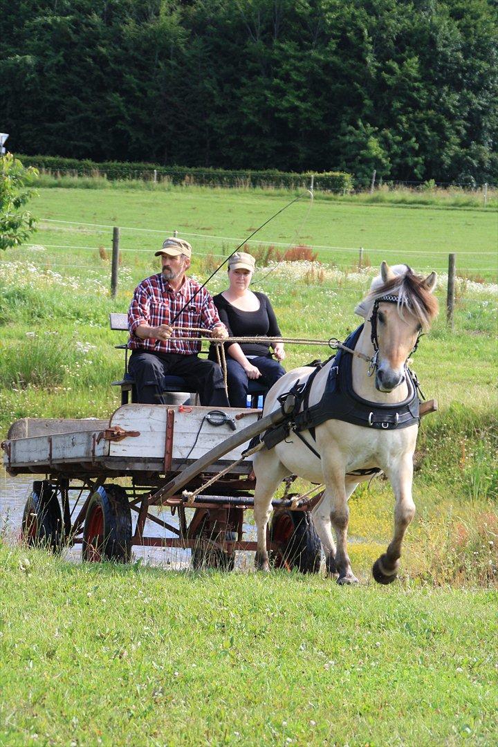 Fjordhest marster billede 10