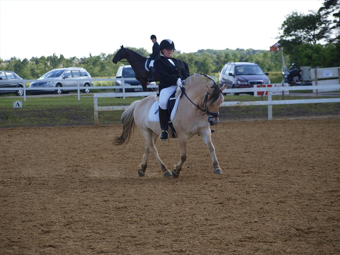 Fjordhest marster billede 12