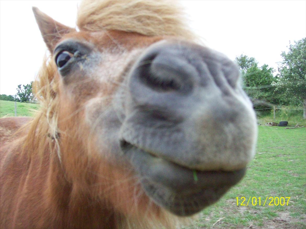 Shetlænder Fanny  - 17# the greatest thing you´ll ever learn is just to love, and be loved in return! Foto: JGM Juli 2011. billede 17