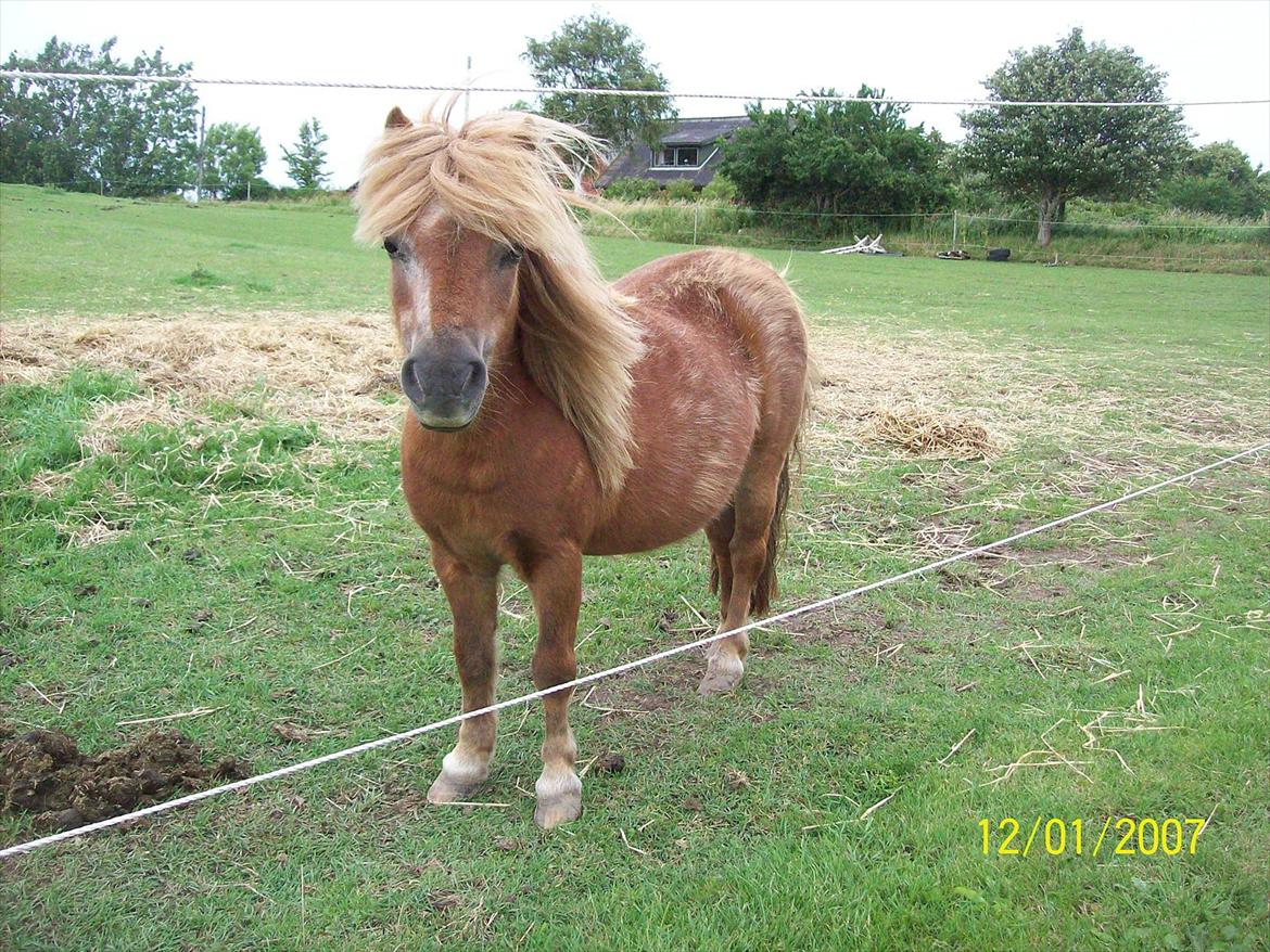 Shetlænder Fanny  - 16# A friend is someone who knows the song in your heart, and can sing it back to you when you have forgotten the words. Foto: JGM juli 2011. billede 16