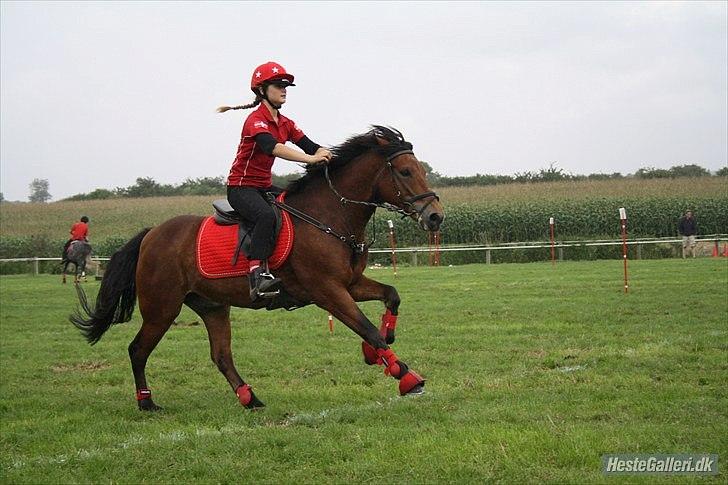 New Forest | Luxie - mammut <3 - DK Ponycup 2010  billede 8