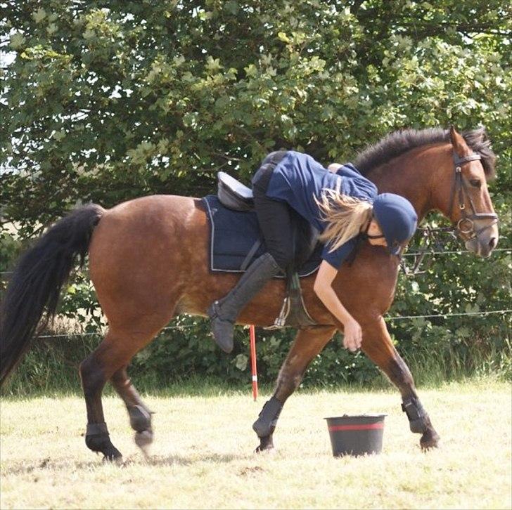 New Forest | Luxie - mammut <3 - DM Individuelle 2009  billede 9