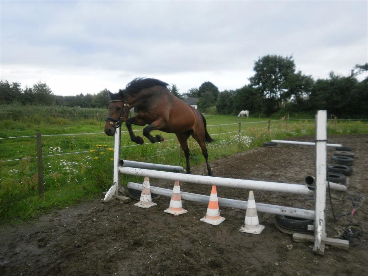 Anden særlig race Ellen <3  billede 2