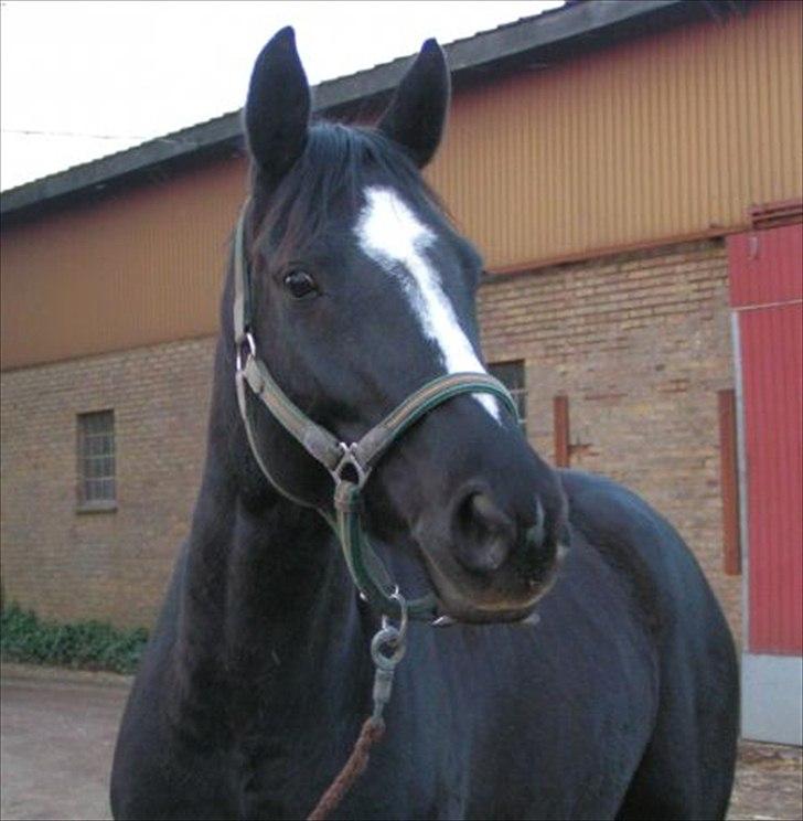 Dansk Varmblod Akido billede 1